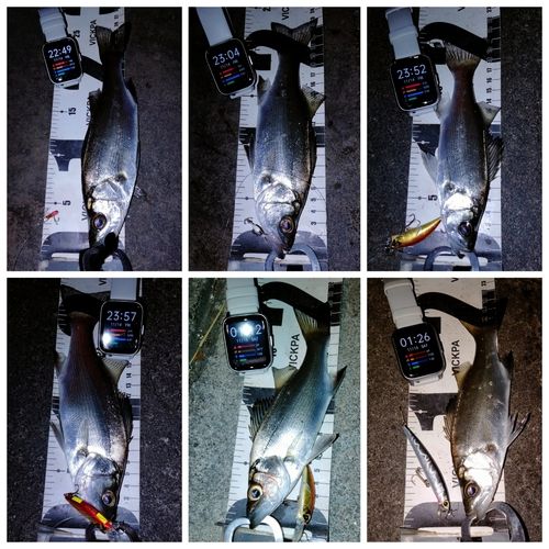 セイゴ（ヒラスズキ）の釣果