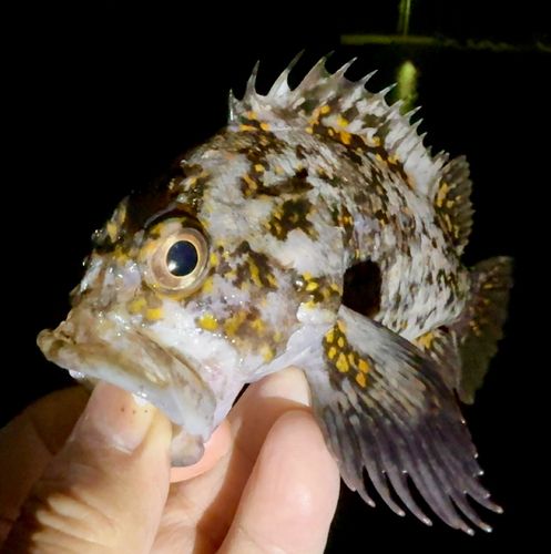 オウゴンムラソイの釣果