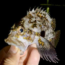 オウゴンムラソイ