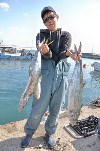 サワラの釣果