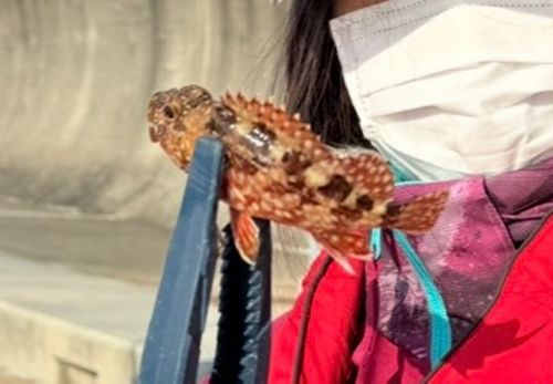 アヤメカサゴの釣果