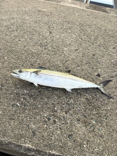 忠岡木材コンビナート