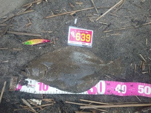 ヒラメの釣果