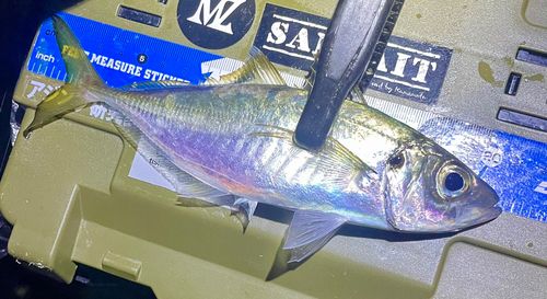 マアジの釣果