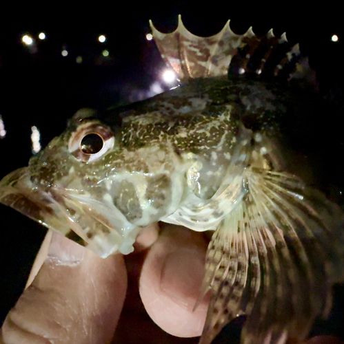 ニジカジカの釣果