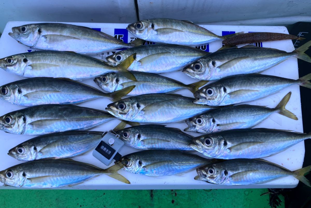 アングラーナーヒャンさんの釣果 1枚目の画像