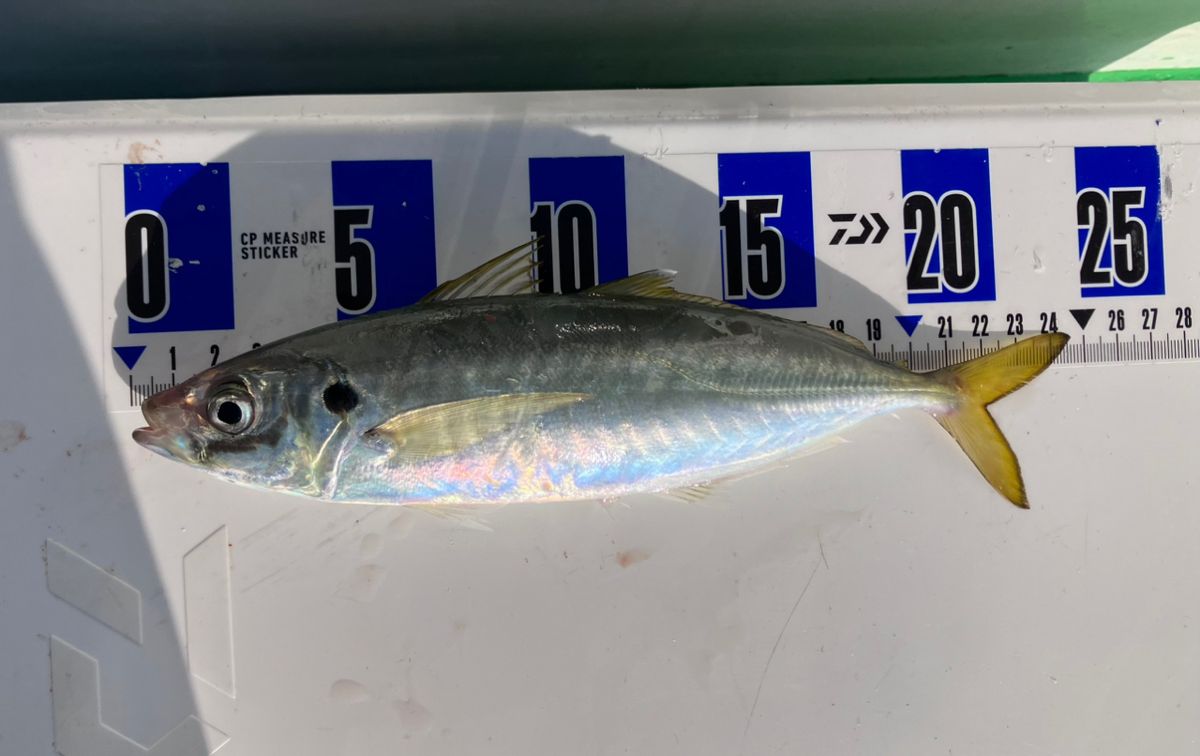 アングラーナーヒャンさんの釣果 2枚目の画像