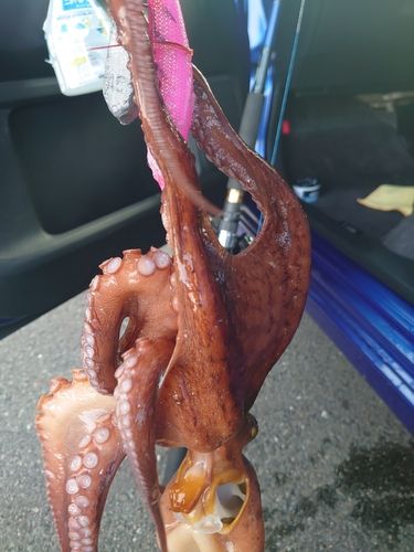 マダコの釣果