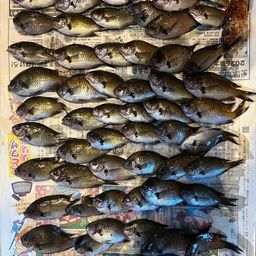 クロスズメダイ