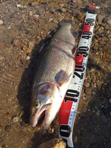 ニジマスの釣果