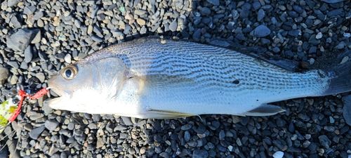 ニベの釣果
