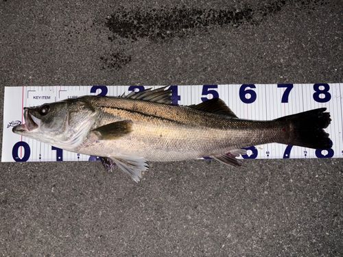 シーバスの釣果