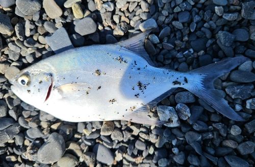 コバンアジの釣果