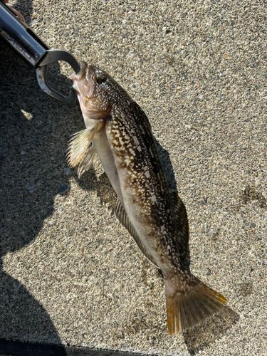 アイナメの釣果