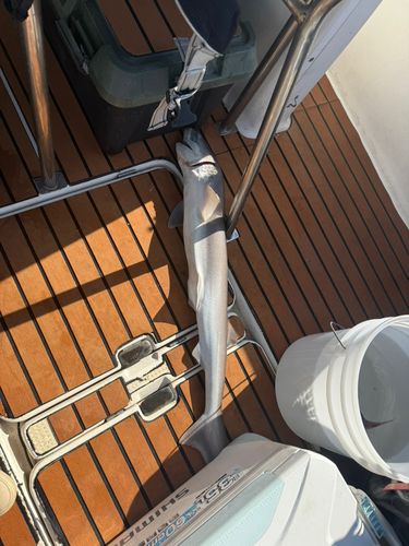 エドアブラザメの釣果