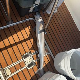 エドアブラザメ