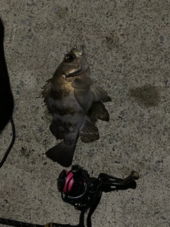 メバルの釣果