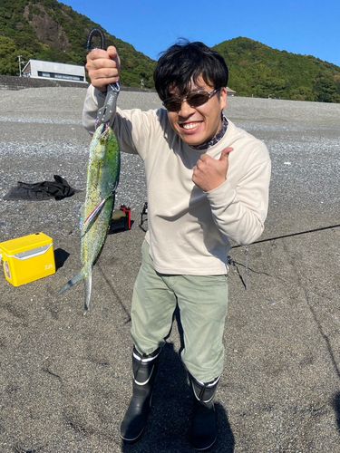 シイラの釣果
