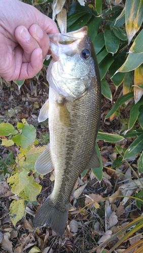 ラージマウスバスの釣果
