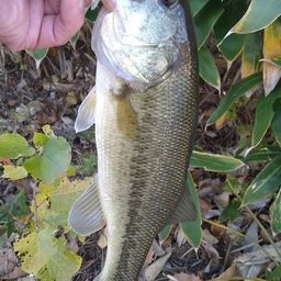 ラージマウスバス