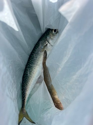 サバの釣果