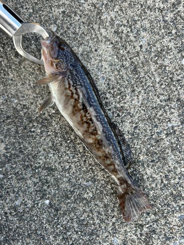 アイナメの釣果