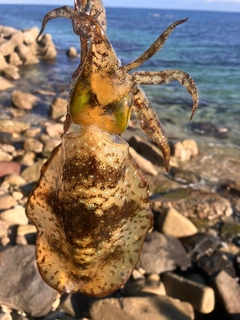 アオリイカの釣果