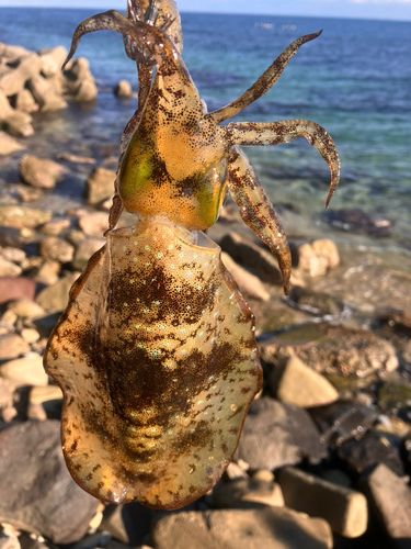 アオリイカの釣果