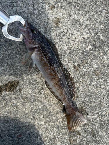 アイナメの釣果