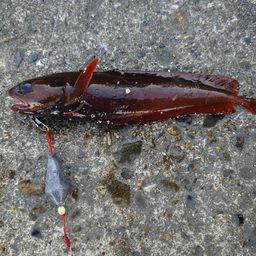 エゾイソアイナメ