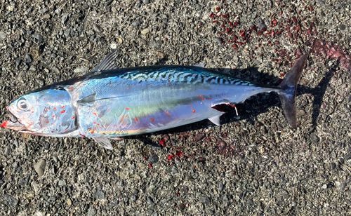 マルソウダの釣果