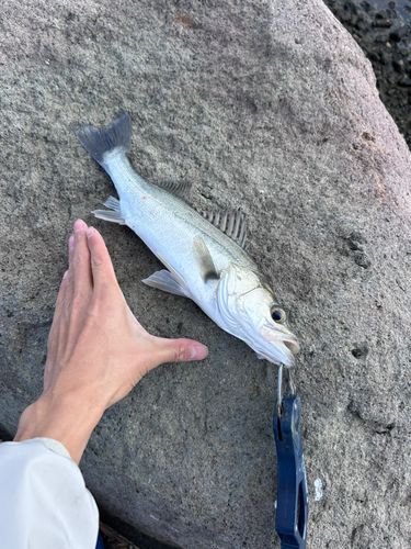 セイゴ（マルスズキ）の釣果