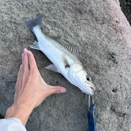 セイゴ（マルスズキ）