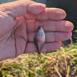 タイリクバラタナゴ