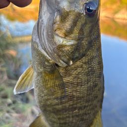 スモールマウスバス