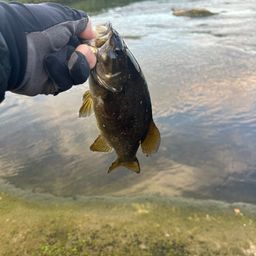 スモールマウスバス