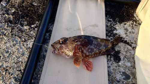 カサゴの釣果
