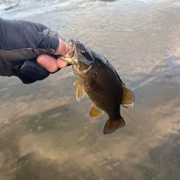 スモールマウスバス