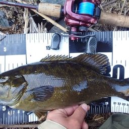 スモールマウスバス