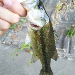 ラージマウスバス