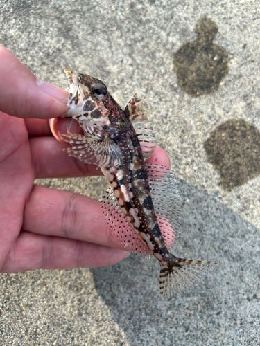 アナハゼの釣果