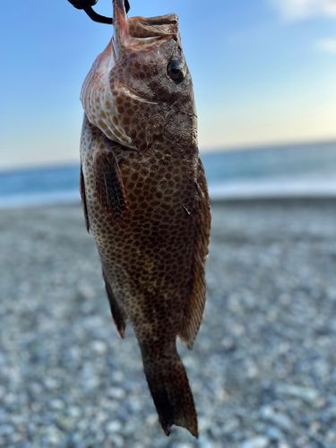 オオモンハタの釣果