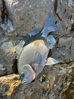 グレの釣果