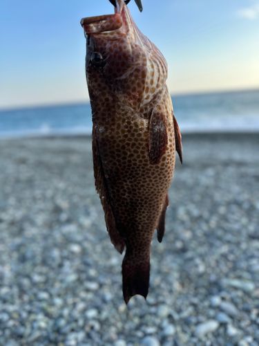 オオモンハタの釣果