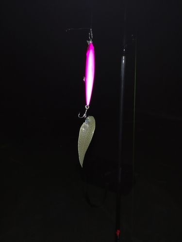 シタビラメの釣果