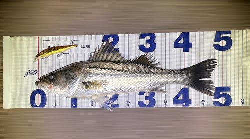 シーバスの釣果