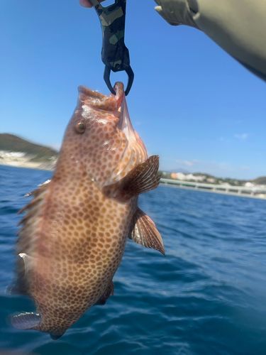 オオモンハタの釣果