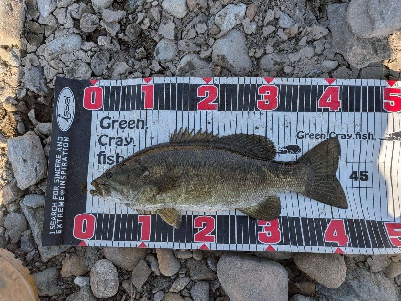 スモールマウスバス