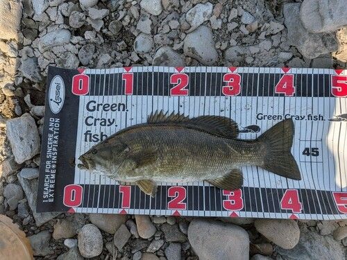 スモールマウスバスの釣果