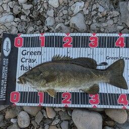 スモールマウスバス